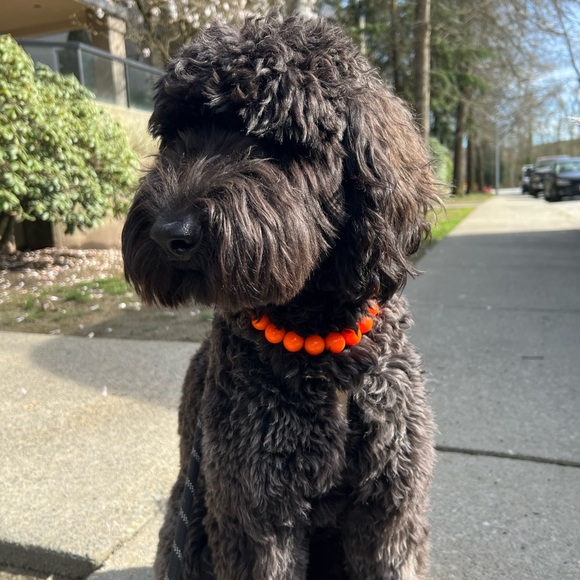 Handcrafted Beaded Dog Collar - Hunter - Neon Orange Acrylic Beads - Picture 3 of 13